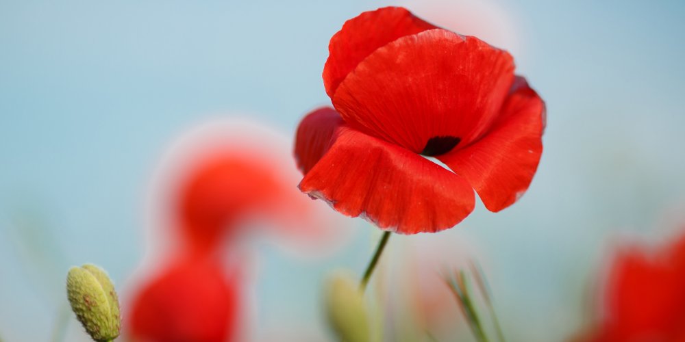 Что подарить на 8 годовщину свадьбы: варианты и идеи: Фото 2 - ORNER