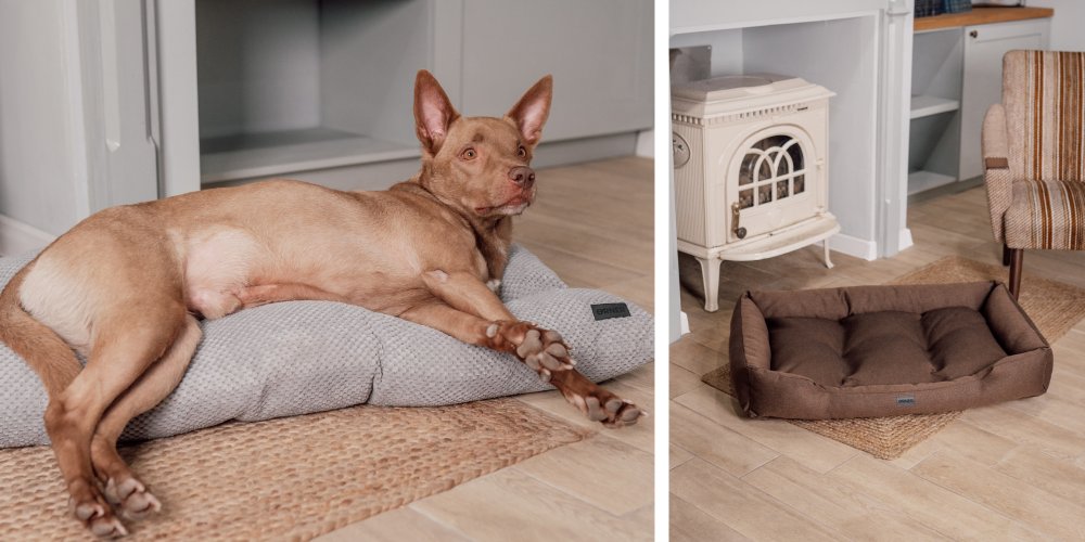 Своє місце: як вибрати лежак для улюбленця?: Фото 4 - ORNER