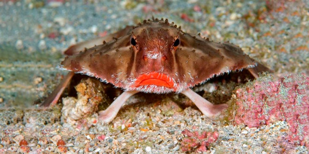 Інна Руда: про натхнення, улюблених тварин і те, як з