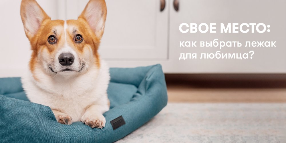 Свое место: как выбрать лежак для любимца?: Фото 1 - ORNER