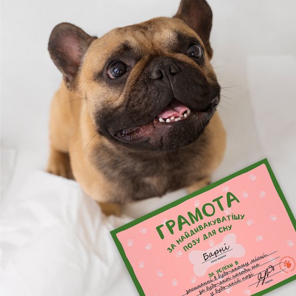 Грамоти для песиків ORNER x Хвостата Banda: Фото