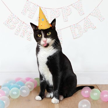 Фотоальбом для котика «Мои кошачьи истории»: Фото - ORNER
