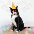  Фотоальбом для котика «Мое пушистое счастье»: Фото 10 - ORNER 