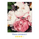  Картина по номерам ORNER x Osmolovska «Пчела и пионы»: Фото - ORNER 