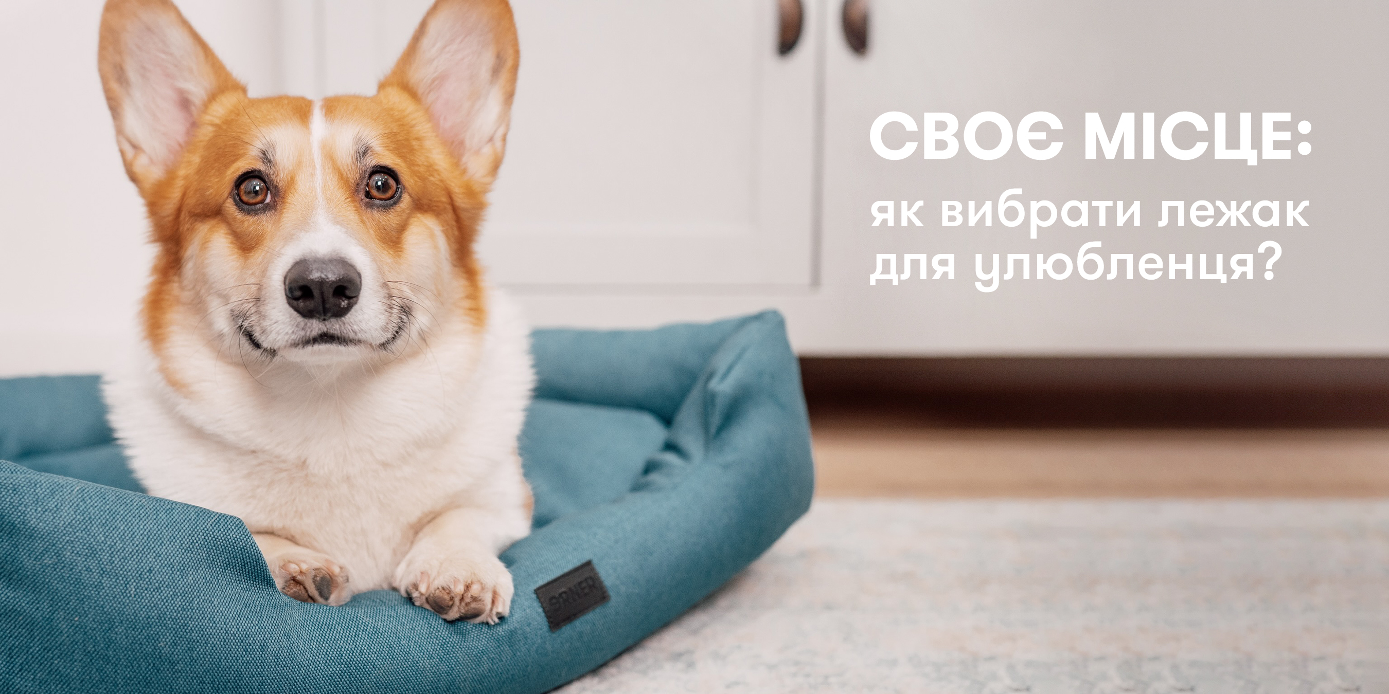 Своє місце: як вибрати лежак для улюбленця?: Фото 1 - ORNER